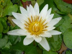 impressively beautiful White Water Lily