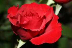 incredibly beautiful Rose Red Flower