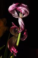 goodly Flower Tulip Purple