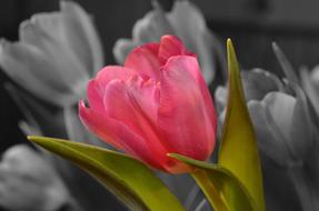 unusually beautiful pink Tulip