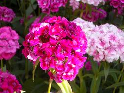 Pussy Everlasting Flower