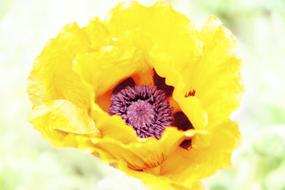 perfect Flower Incomplete