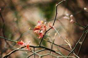 Flower Indian red
