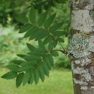 Rowan Sorbus Deciduous Tree leaves