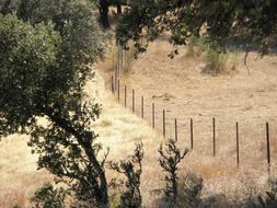 Wire Fence beneath trees