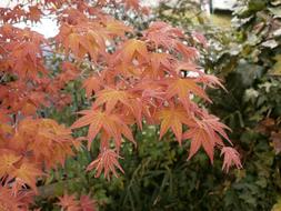 green bush and red maple