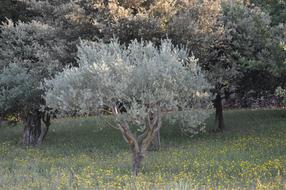 Olivier Tree