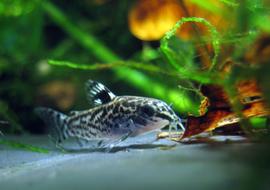 Colorful Dwarf Corydoras swimming in the aquarium with colorful plants