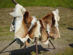 Cattle Hides Fur Furry Tree