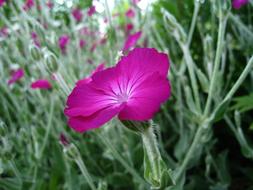 impressively beautiful Dressed Flower