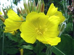 extraordinarily beautiful Flower Yellow Summer