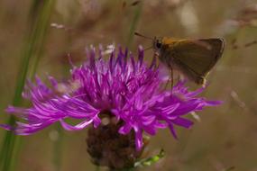 goodly Bloom Flower And insect