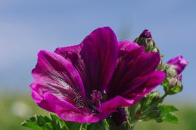 absolutely beautiful Flower