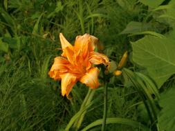 lily bush with orange flower