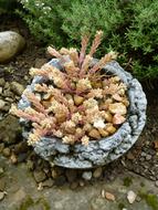 Cactus in Flowerpot
