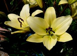 extraordinarily beautiful Lily White Yellow
