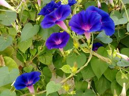 Garden Flowers Blue green