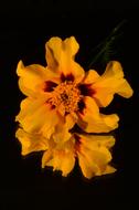 wonderful Flower Yellow