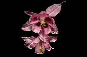 Columbine, perfect Pink Flower