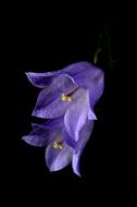 unusually beautiful Flower Blue bell