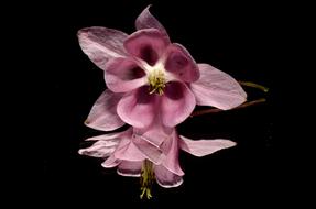 fabulous Pink Flower