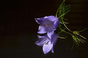 perfect Blue Flower