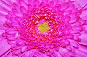 Close-up of the beautiful pink and red gerbera flower with yellow core