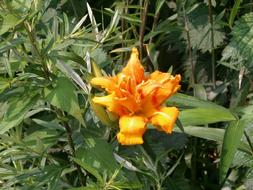orange Lily Yuri Yabcanzou plant