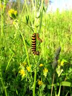 Track Butterfly