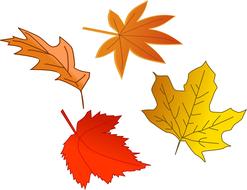 autumn yellow maple and oak leaves
