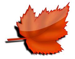 maple autumn fall leaf