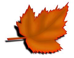 yellow maple leaf with shadow on white background