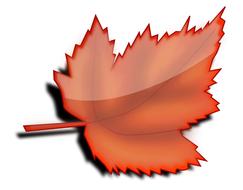 orange maple autumn fall leaf