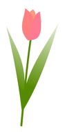 pink tulip, simple drawing