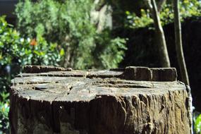 Old Log Tree Cut