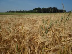 Beautiful field of cereals near the green plants, under the blue sky