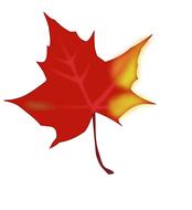 autumn fall maple leaf