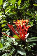 red Santan Flower