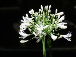 wonderful White green Flower
