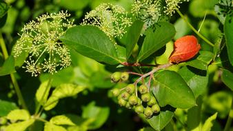 Red Leaf and plants