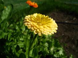Marigold Yellow Summer