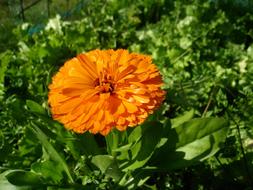 Marigold Orange Summer in the garden close-up