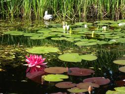 Dust Water Lilies Pink