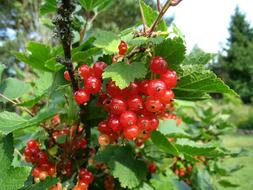 Red Currant Bush in garden