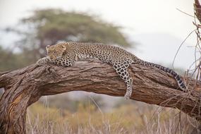 relaxed leopard on a tree branch in the savannah