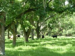 a herd of cows on the green grass among the trees