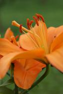 goodly Lily Orange Pistil
