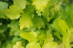 bright green leaves on the tree in the garden