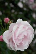 goodly Rose Garden Flower