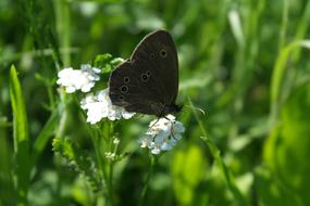 Butterfly Detail